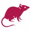 Rodent & Mice Control Kilburn